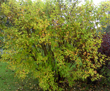 Physocarpus opulifolius 'Luteus'